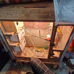 12عدد مرغ عشق مولد روی تخم  و دونخور