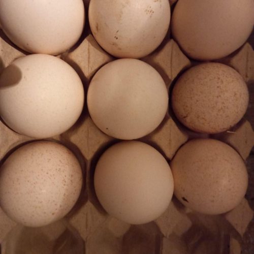 تخم بوقلمون بوربون اصل