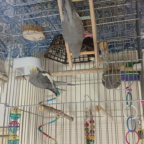 فروش عروس هلندی نر وماده و جوجه با تمام لوازم