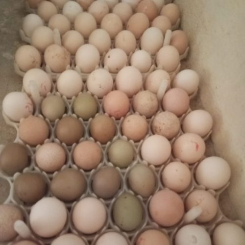 فروش تخم مرغ نطفه دار