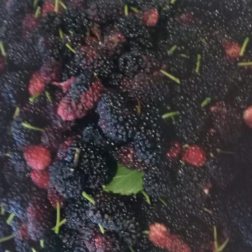 فروش توت قرمز قیمت کیلوی 75