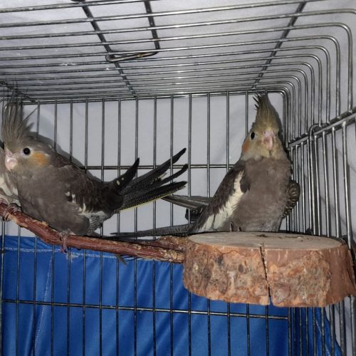 جوجه عروس هلندی