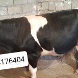 گوساله نر سیمینتال