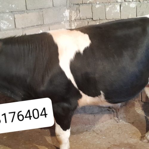 گوساله نر سیمینتال