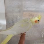 جوجه عروس هلندی