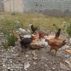مرغ،تخم گذار