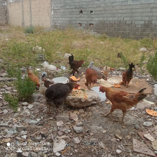 مرغ،تخم گذار