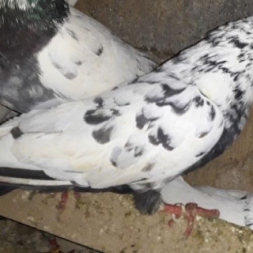 10 عدد کبوتر پرشی و زوردار