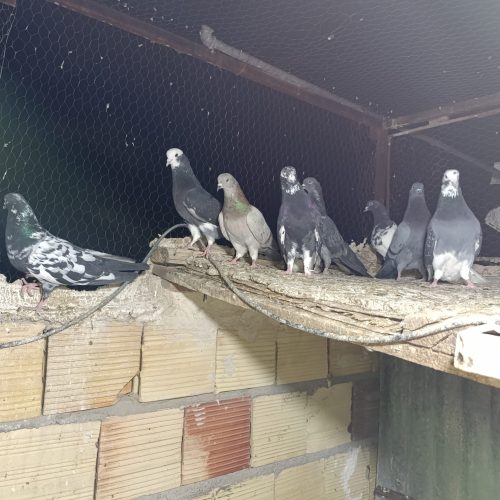 تعدادی کبوتر