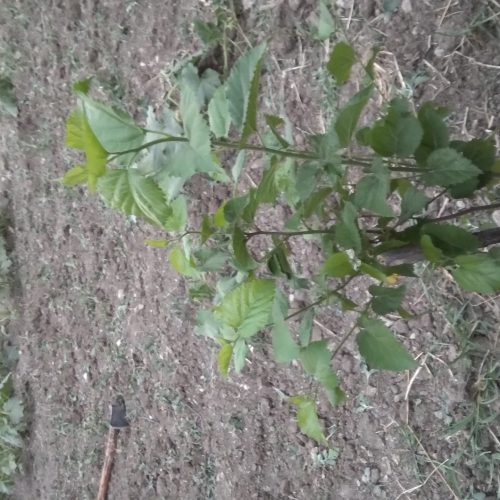 باغ 500 متری در روستای سدن