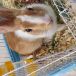 خرگوش هلندی سفید کرم