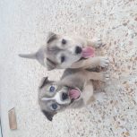 دو عدد  هاسکی نر و ماده کوچک