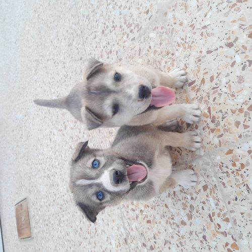 دو عدد  هاسکی نر و ماده کوچک