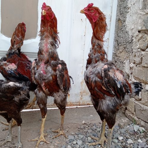 خروس لاری اصیل