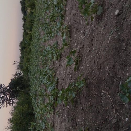 باغ 500 متری در روستای سدن