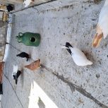 30کبوتررنگی