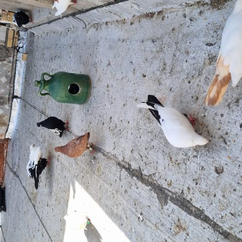 30کبوتررنگی