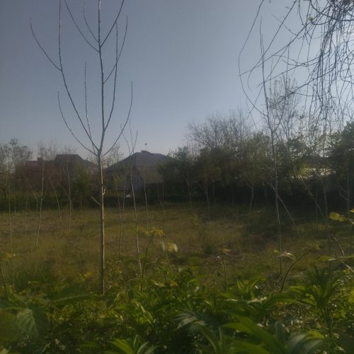 فروش زمین باغ