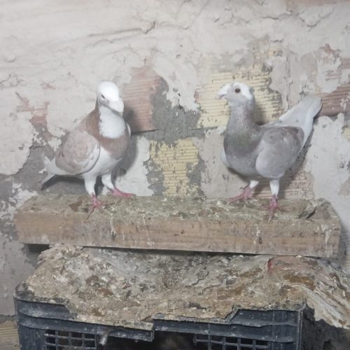 کبوتر هومر کله اسبی فروشی