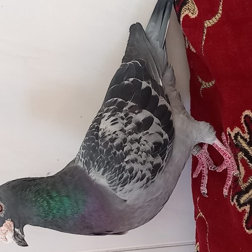 خریدار انواع کبوتر