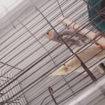 هروس هلندی لوتینو