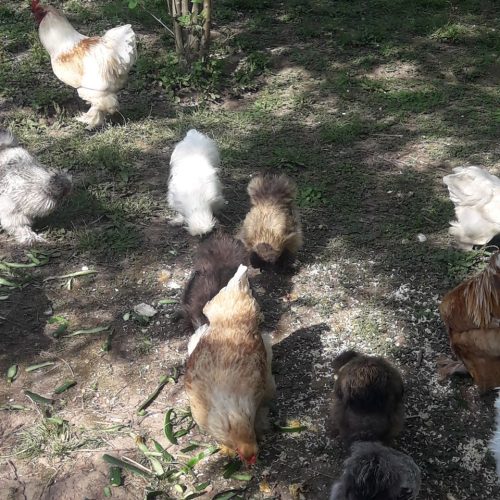 ابریشمی باکیفیت عالی.همه رنگ