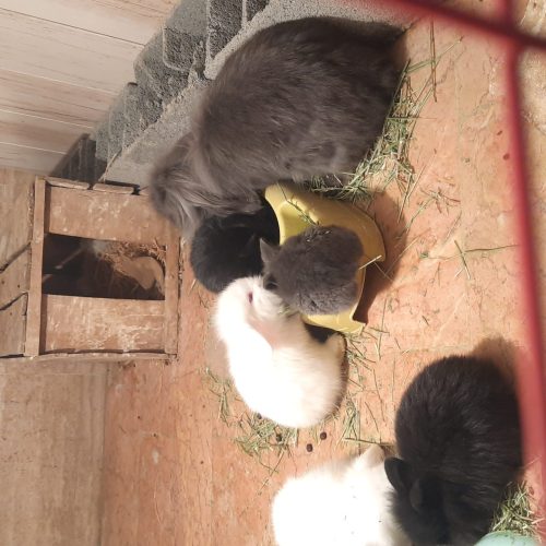 توله خرگوش لوپ