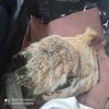 مرغ،تخم گذار