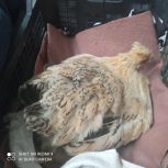 مرغ،تخم گذار