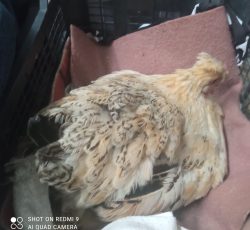 مرغ،تخم گذار