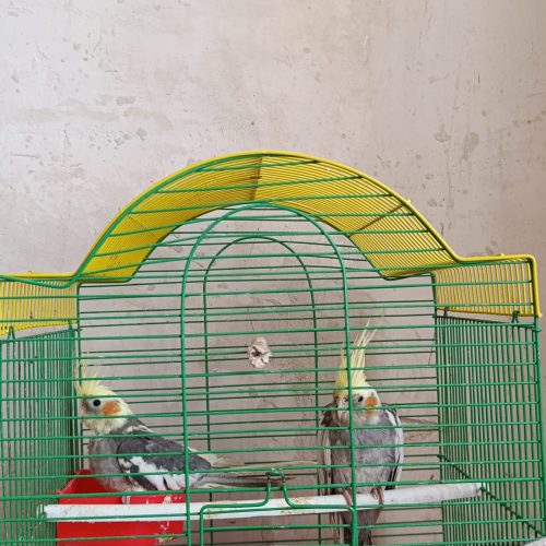 عروس هلندی 700هزار تومان