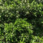 باغ مرکبات تامسون