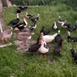اردک اسراییلی نر و ماده