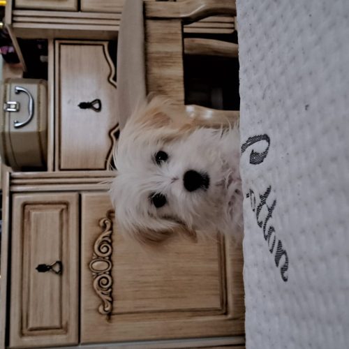 فروش سگ شیتزوکراس