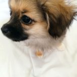 توله پامرین