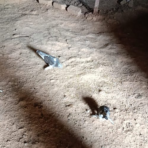 5تا کبوتر شق شقی