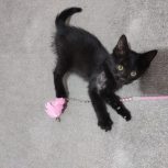 بچه گربه ماده