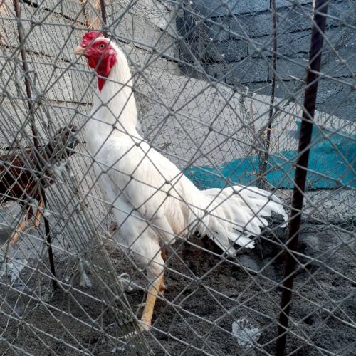 فروش خروس لاری