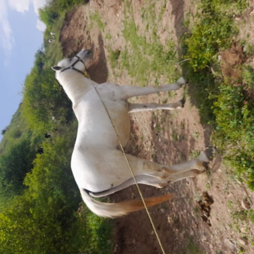 اسب ماده سفید جوان و نجیب و ارام