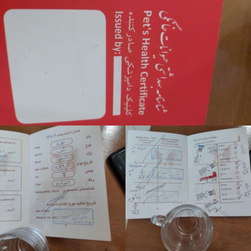 سگ شیتزو مکس ماده سن هفت ماهه