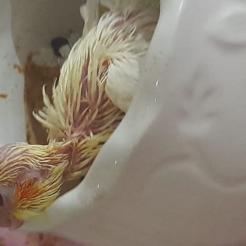 جوجه عروس هلندی سرلاکی لوتینو