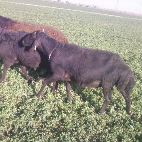 قوچ افشار چهار دندون