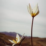 دنبال کار در منزل هستم