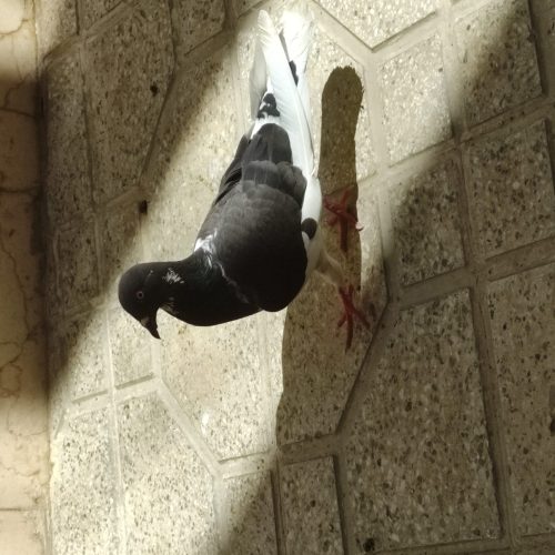 کفتر یهودی چشم سرخ