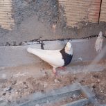 کبوتر طوقی سیاه