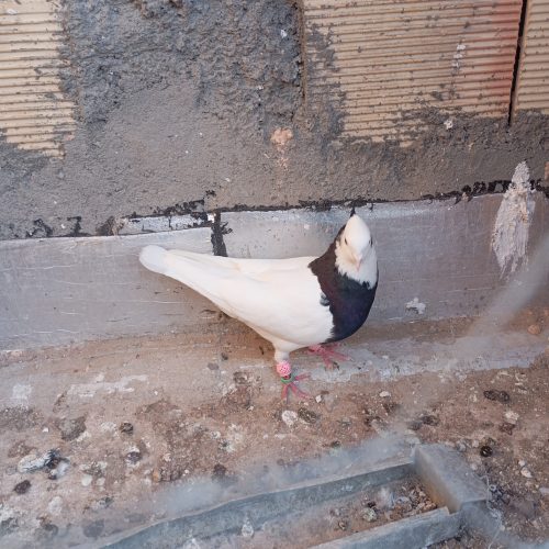 کبوتر طوقی سیاه