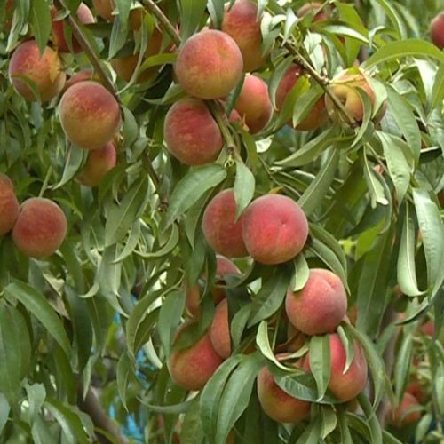 باغ افسریه اراضی فرهنگ (میوا)