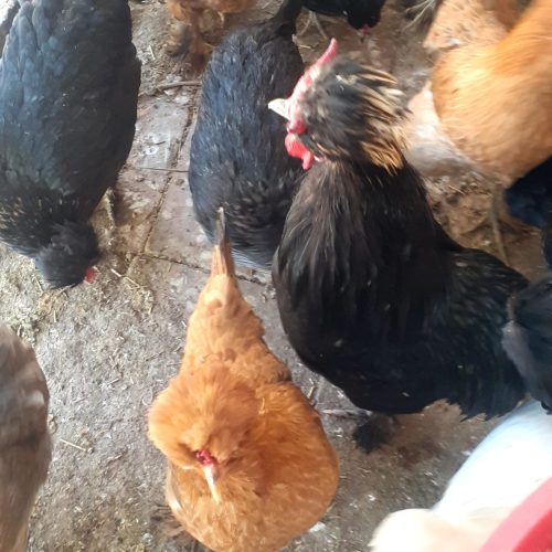 فروش تخم مرغ نطفه دار