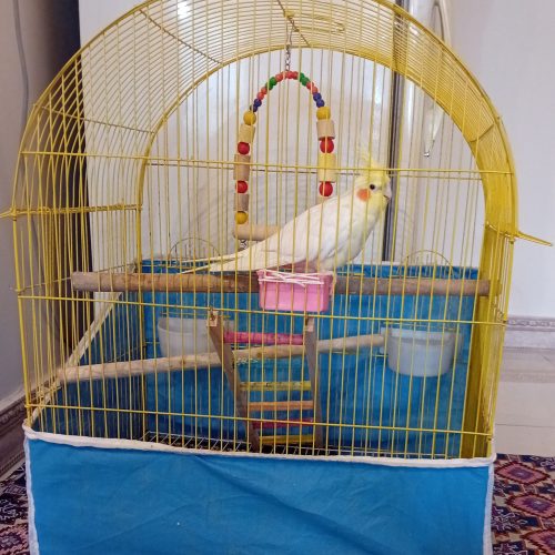 عروس هلندی لوتینو