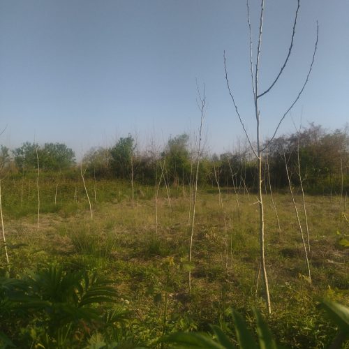 فروش زمین باغ
